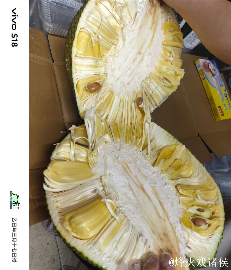 免费观看菠萝蜜视频的神奇体验